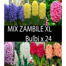 MIX ZAMBILE DUBLE XL - 24...