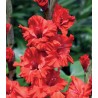 GLADIOLE FIRE RUFFLE - 7 bulbi gladiole rosii - ciufulite