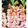 GLADIOLE KISSY RUFFLE - 7 bulbi gladiole roz