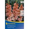 GLADIOLE CALENDER FRIZZLE - 8 bulbi gladiole ondulate roz