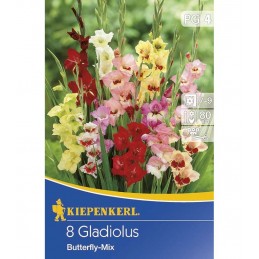 GLADIOLE BUTTERFLY MIX - 8...