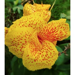 CANNA SPOTTED - 1 bulb