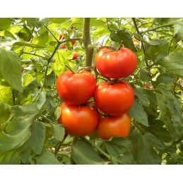 Seminte tomate JASTIS F1 -...