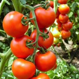 Seminte tomate BELLADONNA...