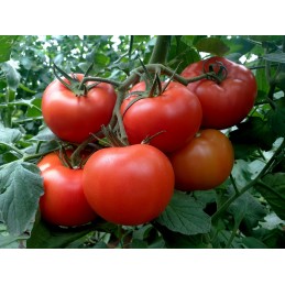 Seminte tomate MACSIN F1 -...