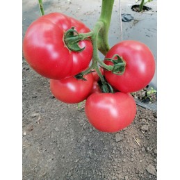 Seminte tomate HTP-11 F1 -...