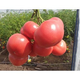 Seminte tomate ROZY F1 -...