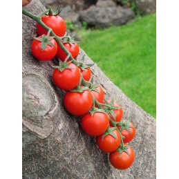 Seminte tomate SHIREN F1 -...