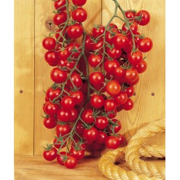 Seminte tomate CAMELIA F1 -...