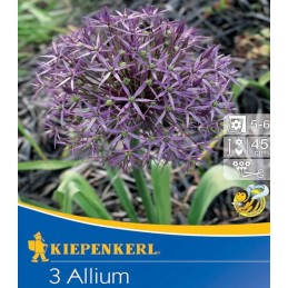 Bulbi de Allium Christophii...