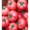 APHEN F1 - 10 Seminte tomate Bulgaria