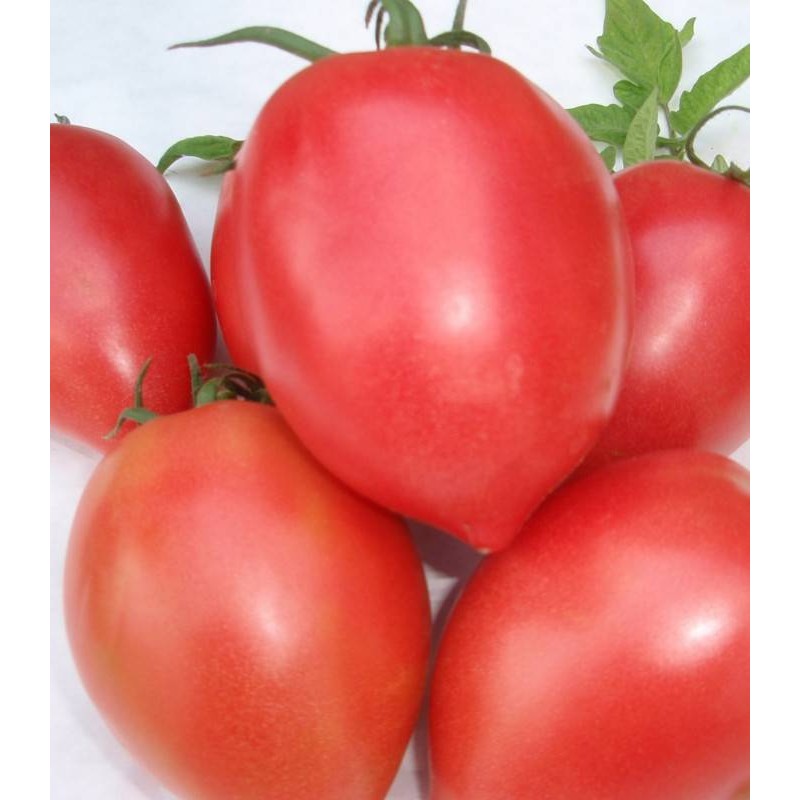 RUGBY F1 - 1000 Semințe tomate Bulgaria