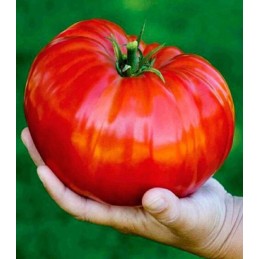TOMATE RED GIANT, GIGANT...